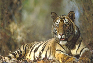 bandhavgarh-national-park